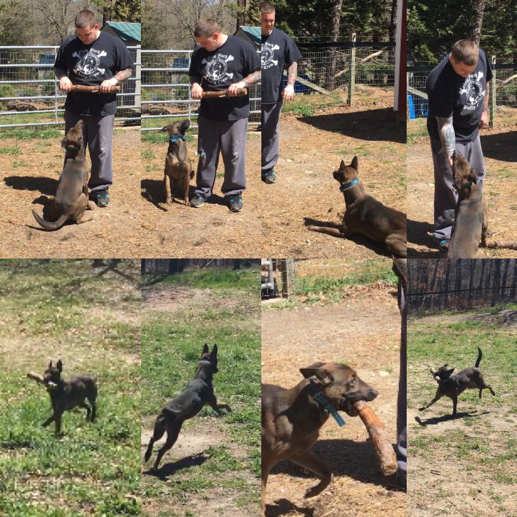 Vanguard k9 training sales services